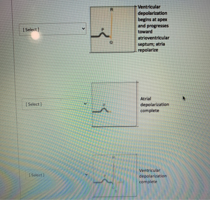 Solved Place each image with a description in order from | Chegg.com
