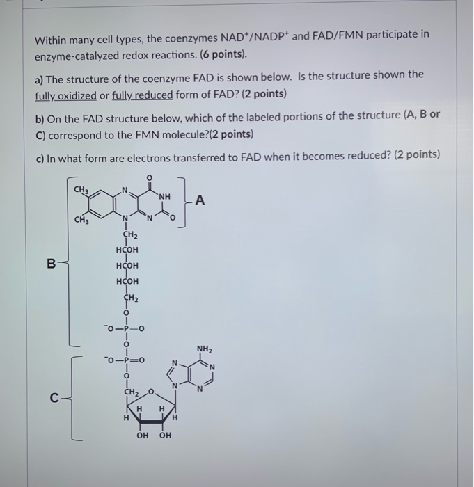 Solved Within many cell types, the coenzymes NAD+/NADP+ and | Chegg.com