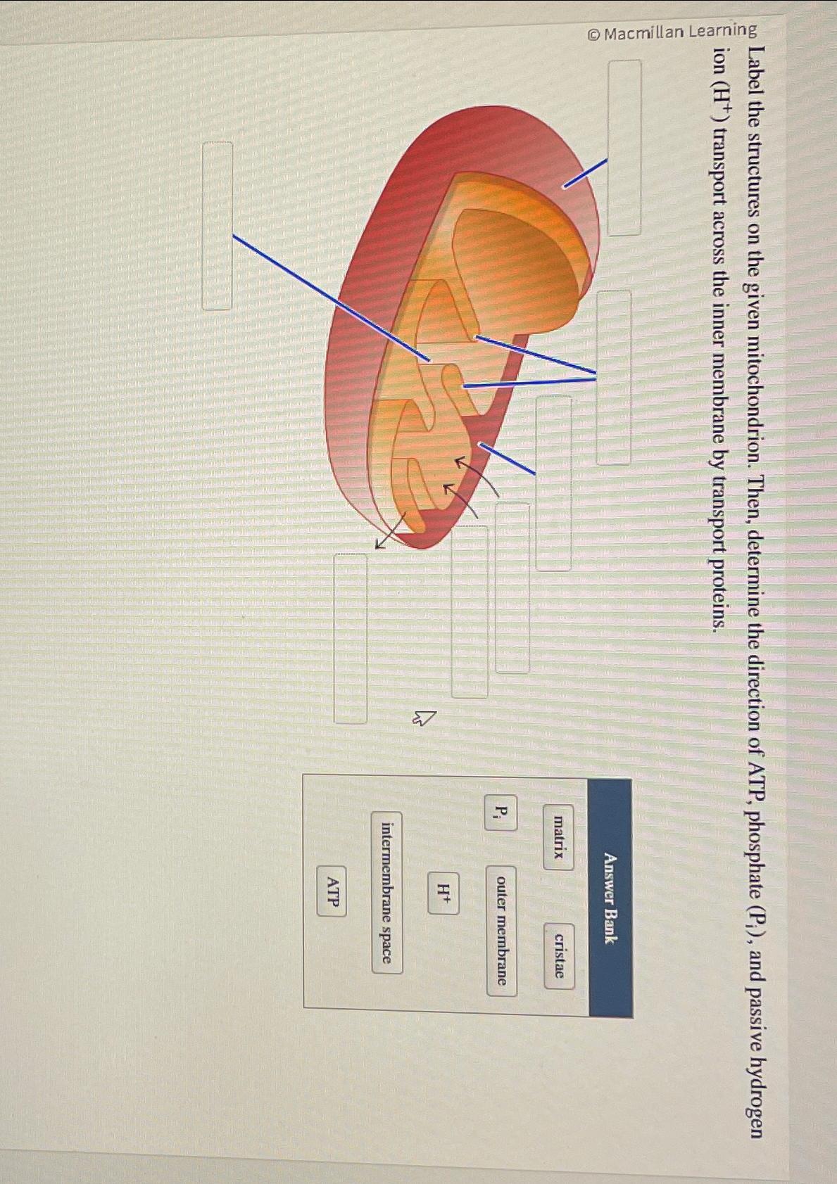 Solved on Label the structures on the given mitochondrion. | Chegg.com