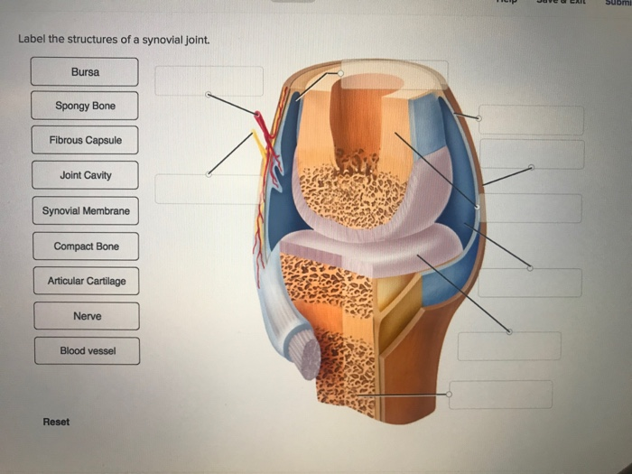 Solved submi Label the structures of a synovial joint. Bursa | Chegg.com