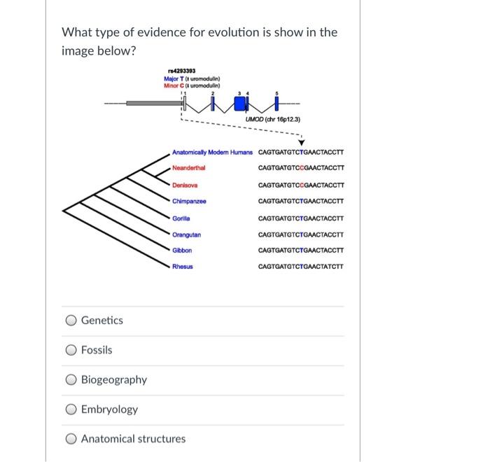 Solved What Type Of Evidence For Evolution Is Show In The | Chegg.com