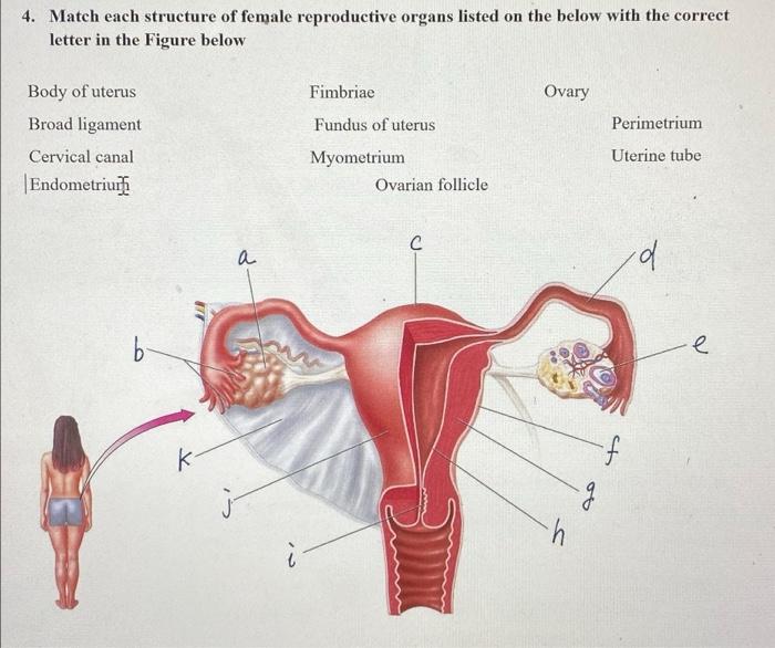 Solved Match each anatomical feature as it pertains to