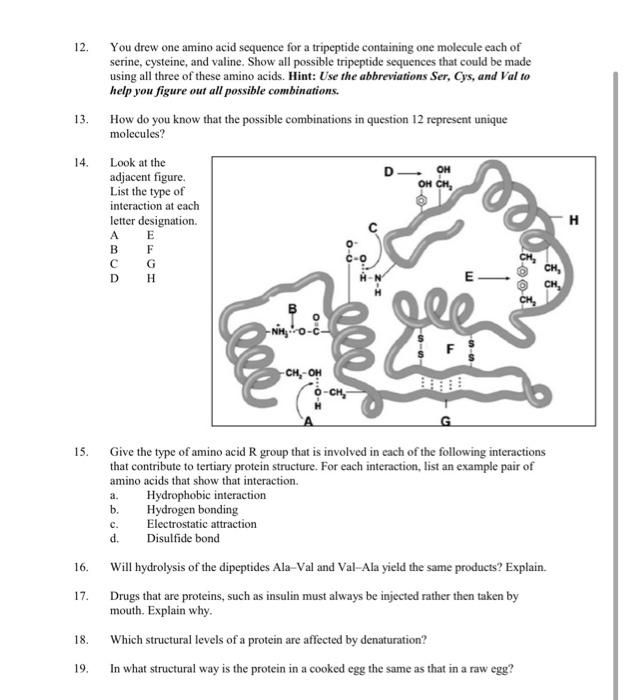 Solved 12. You drew one amino acid sequence for a tripeptide | Chegg.com