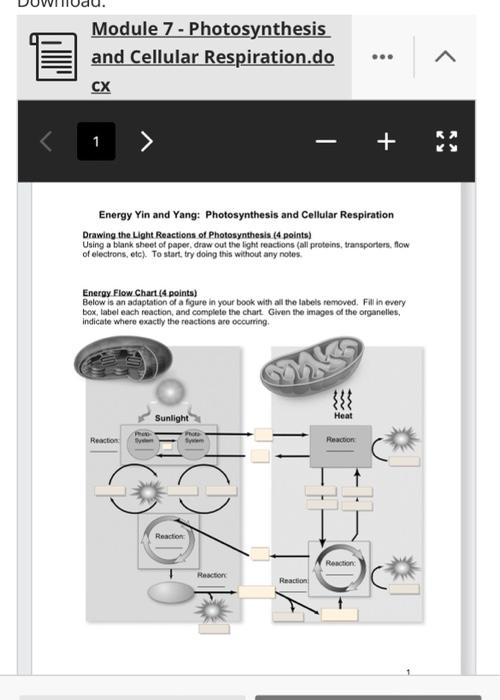 cellular respiration photosynthesis flow chart