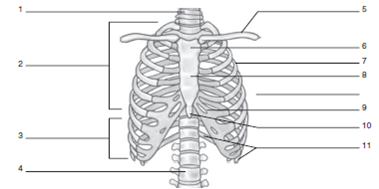 Label And Color The Rib Cage And Sternum In The Following Chegg Com