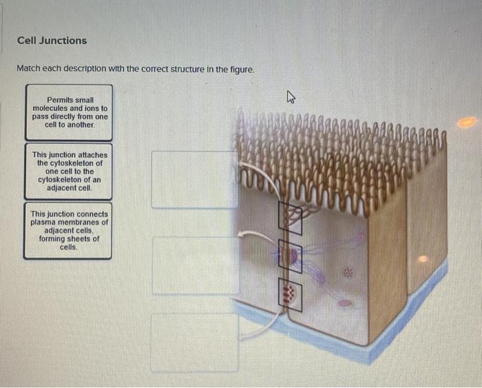 Solved Cell Junctions Match each description with the | Chegg.com