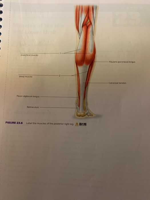 Muscle Labeling - Lower Leg Diagram