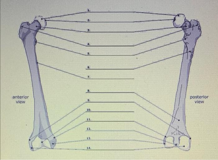 2. 3. 7. anterior view 9 posterior view 10 11 12 13 14