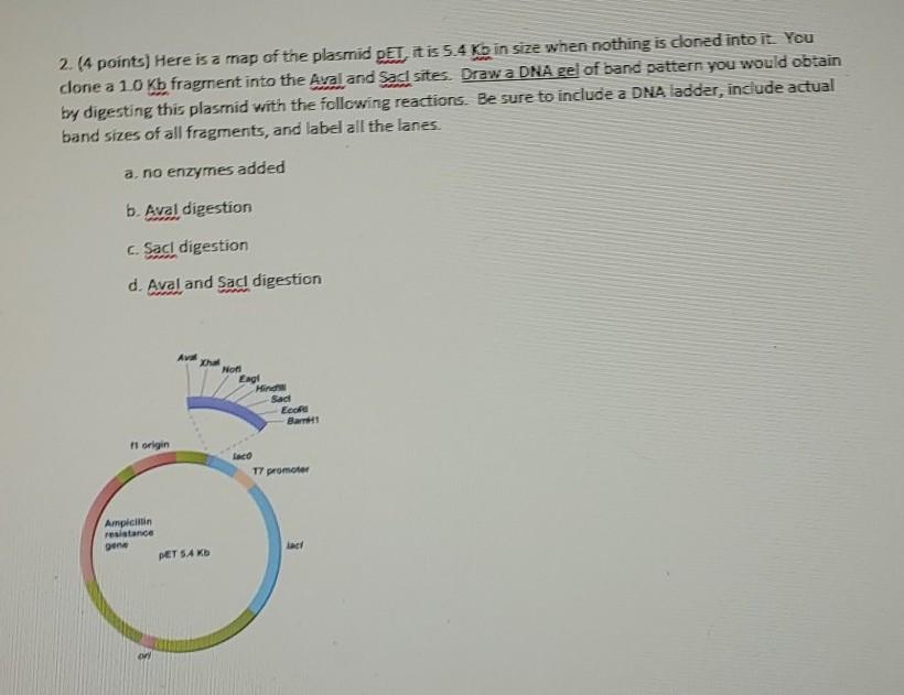 Solved 1. (4 points) Here is a map of the plasmid pUC19 with | Chegg.com