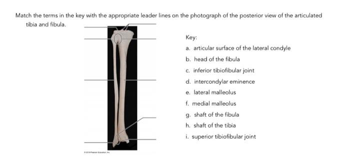 tibia and fibula posterior view