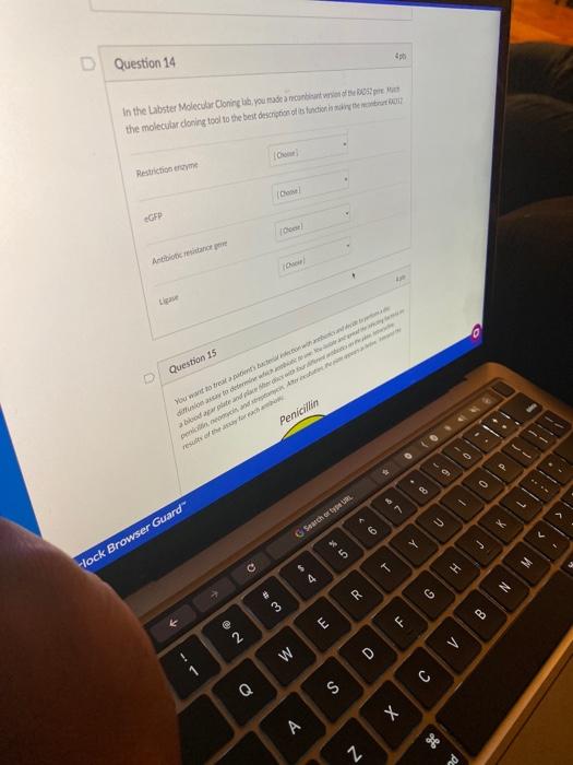 Question 14 In the Labster Molecular Cloning ut, you