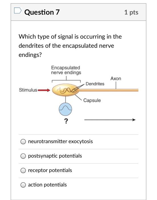 Solved Question 4 1 pts Sensory neurons that cross over to | Chegg.com