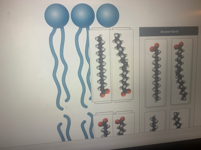 Solved add the fatty acids into the lipid bilayer to