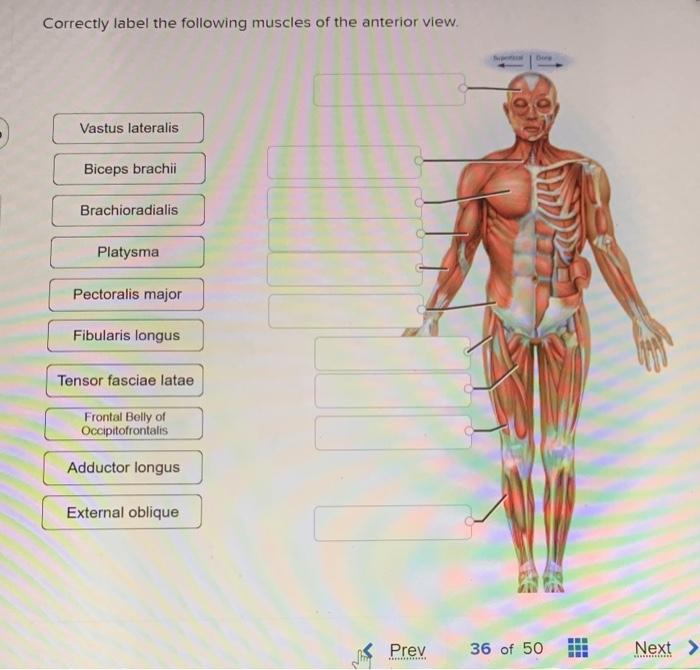 Correctly Label The Following Muscles Of The Anterior Chegg 