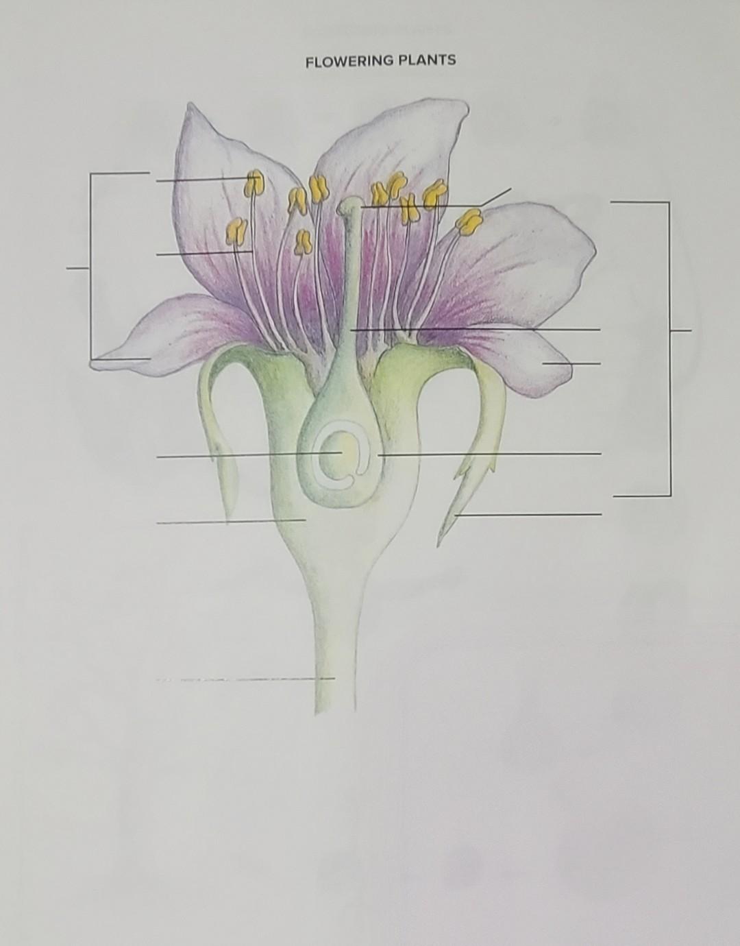 Parts Of A Complete Flower Diagram Infoupdate