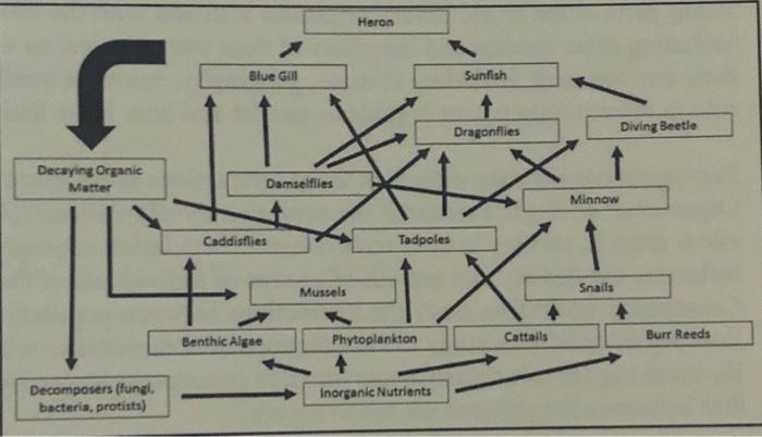 Solved Create a food web diagram that includes all of the Biology Diagrams