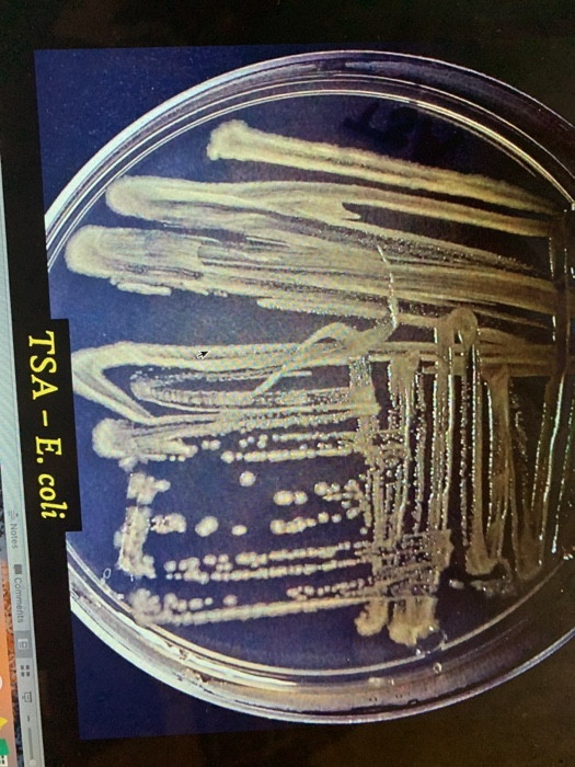 enterobacter aerogenes streak plate