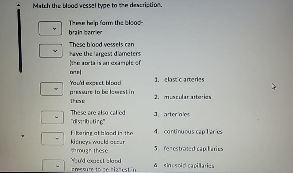 Solved Match the blood vessel type to the description.These | Chegg.com