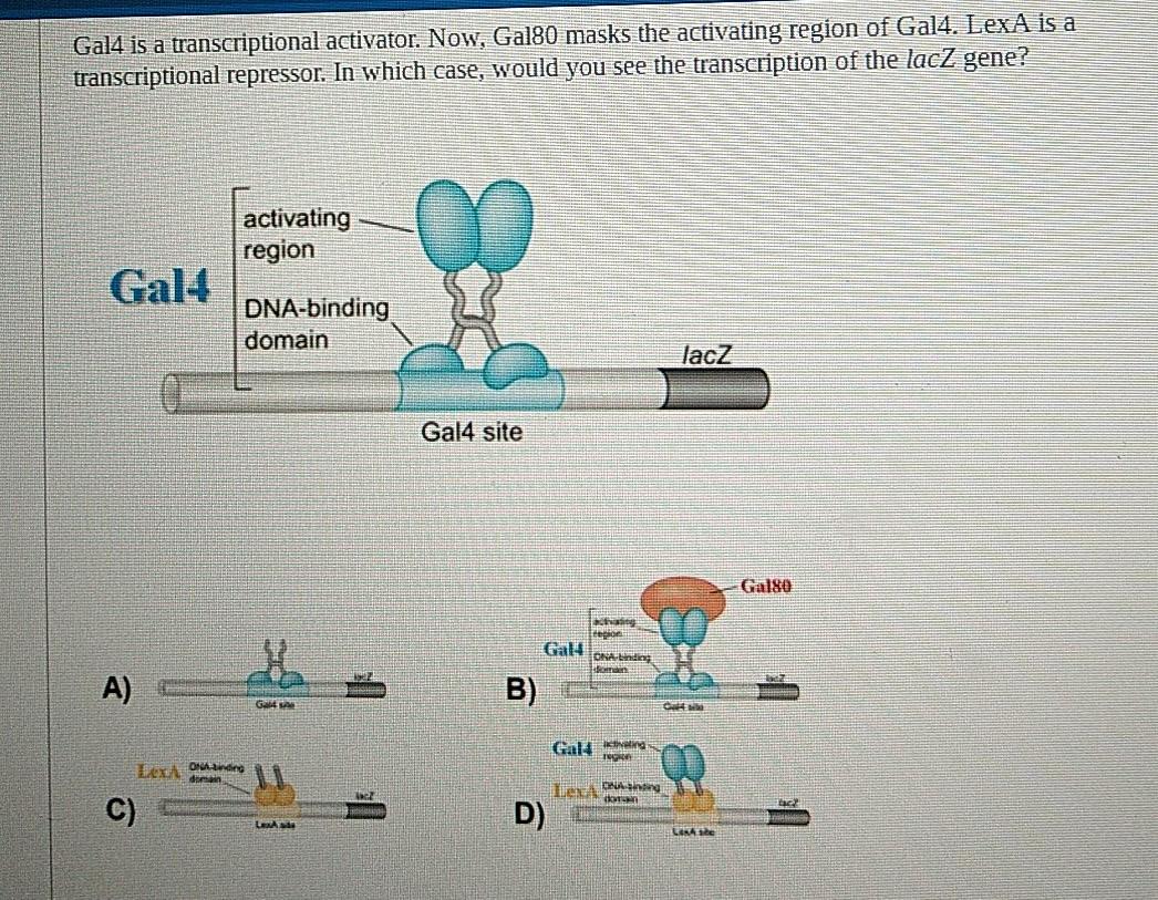 Solved Gal4 Is A Transcriptional Activator. Now, Gal80 Masks | Chegg.com