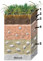 Solved: Which of the numbered soil horizons is most likely to h ...