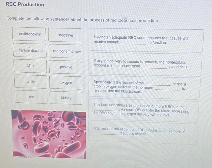 Solved RBC Production Complete the following sentences about | Chegg.com