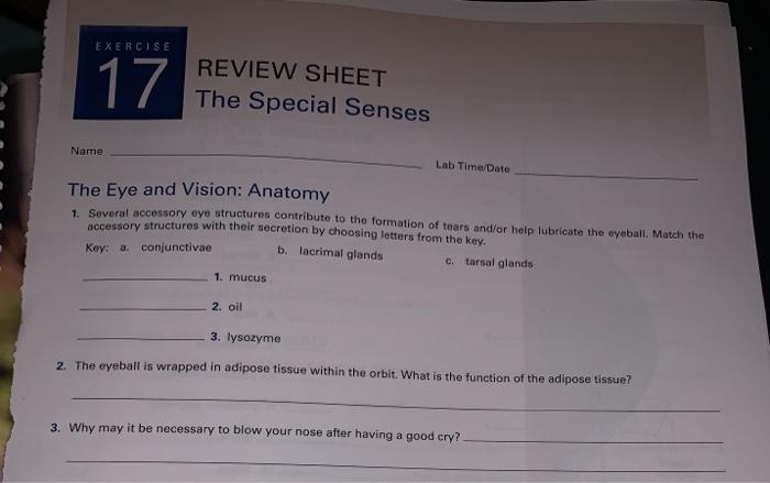 exercise 24 review sheet special senses visual tests and experiments