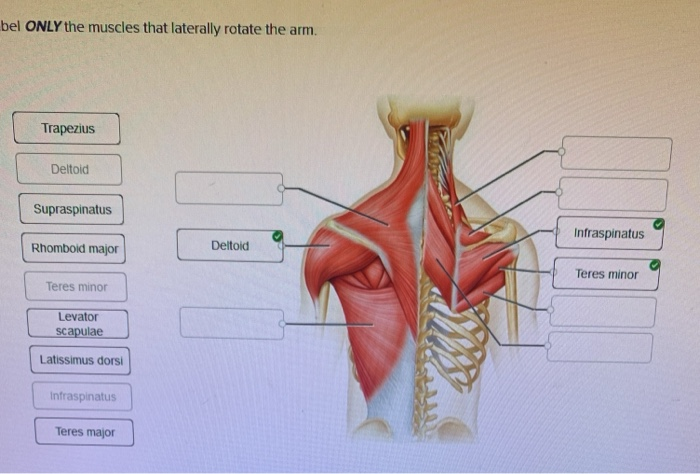 Solved bel ONLY the muscles that laterally rotate the arm. | Chegg.com