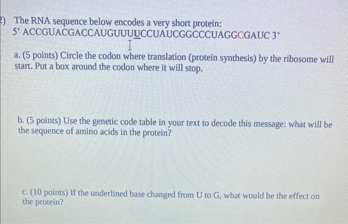 Solved The RNA Sequence Below Encodes A Very Short Protein: | Chegg.com