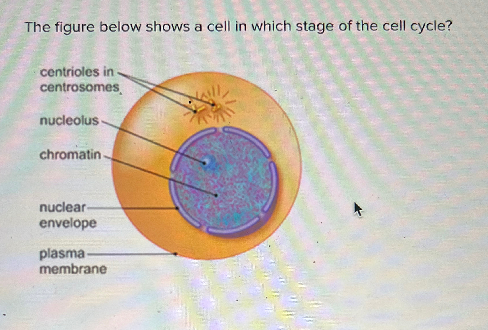 Solved The figure below shows a cell in which stage of the | Chegg.com