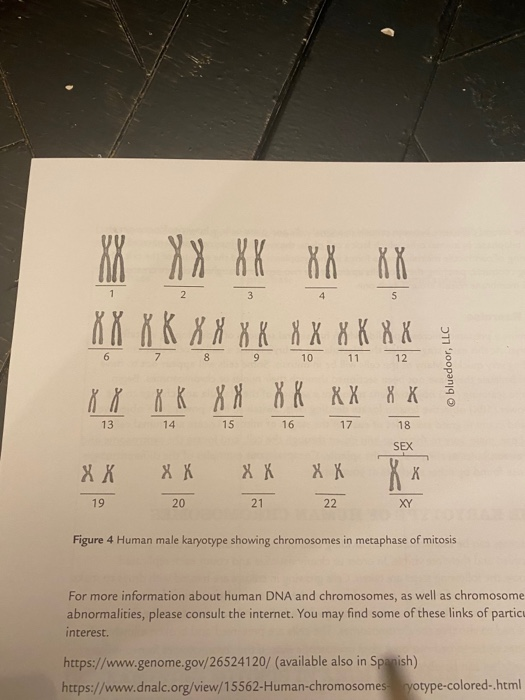 Solved Celil Division: Mitosis POST-LAB QUESTIONS / HOMEWORK | Chegg.com