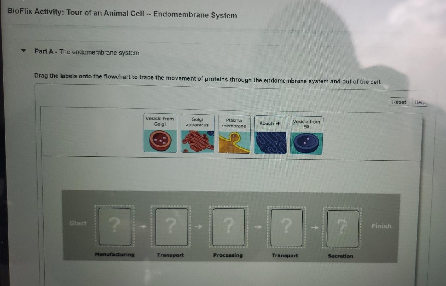 bioflix quiz tour of an animal cell