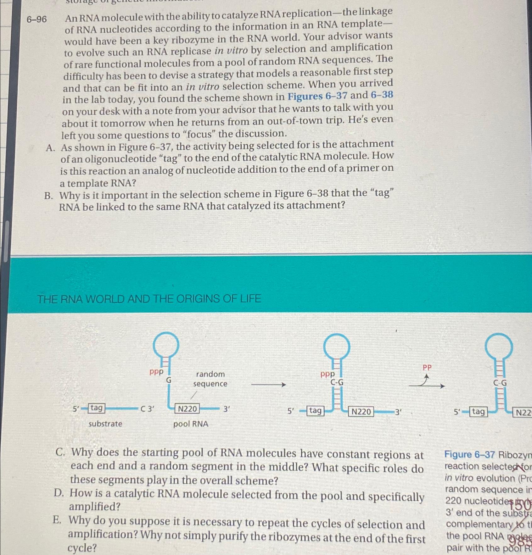 Solved 6-96 ﻿An RNA molecule with the ability to catalyze | Chegg.com