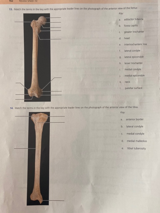 Solved 162 Review Sheet 10 13. Match the terms in the key | Chegg.com