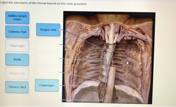 Thorax Based Label Solved Label the structures of the thorax based on the hints | Chegg.com