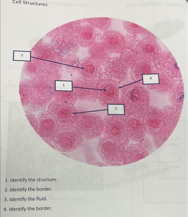 Solved Cell Structures 2 1. Identify the structure. 2. | Chegg.com