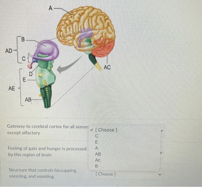 Solved Gateway to cerebral cortex for all senses except | Chegg.com