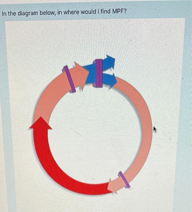 Solved The first gap in the cell cycle (G1) corresponds to | Chegg.com