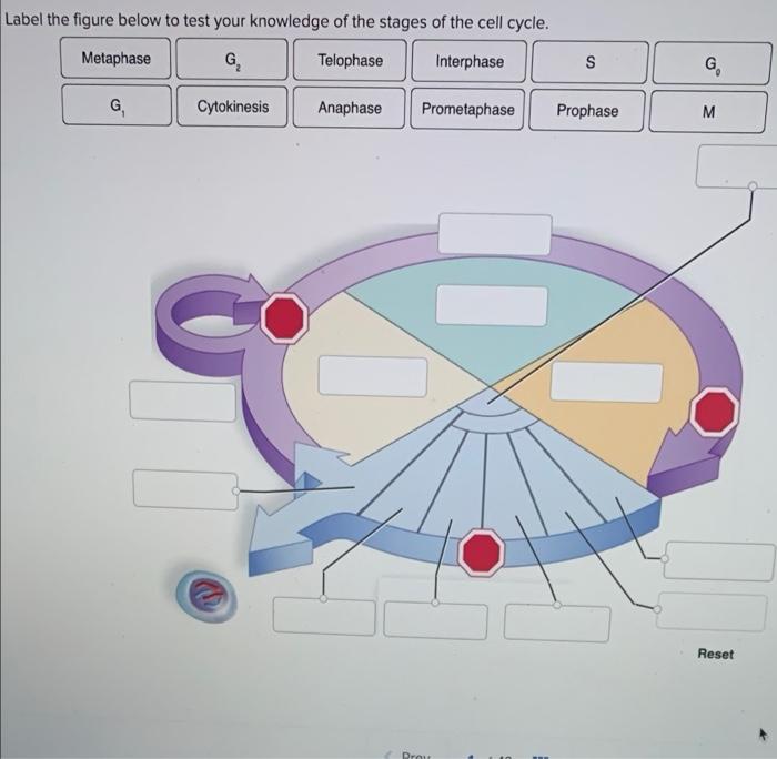 Solved Label The Figure Below To Test Your Knowledge Of The Chegg Com