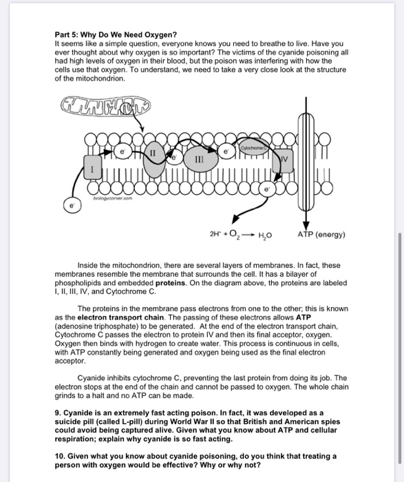 chicago cyanide murders a case study in cellular respiration answers