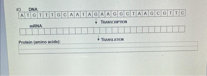 #3 DNA:
• TRANSCRIPTION
Protein (amino acids):
\( \downarrow \) TRANSLATION