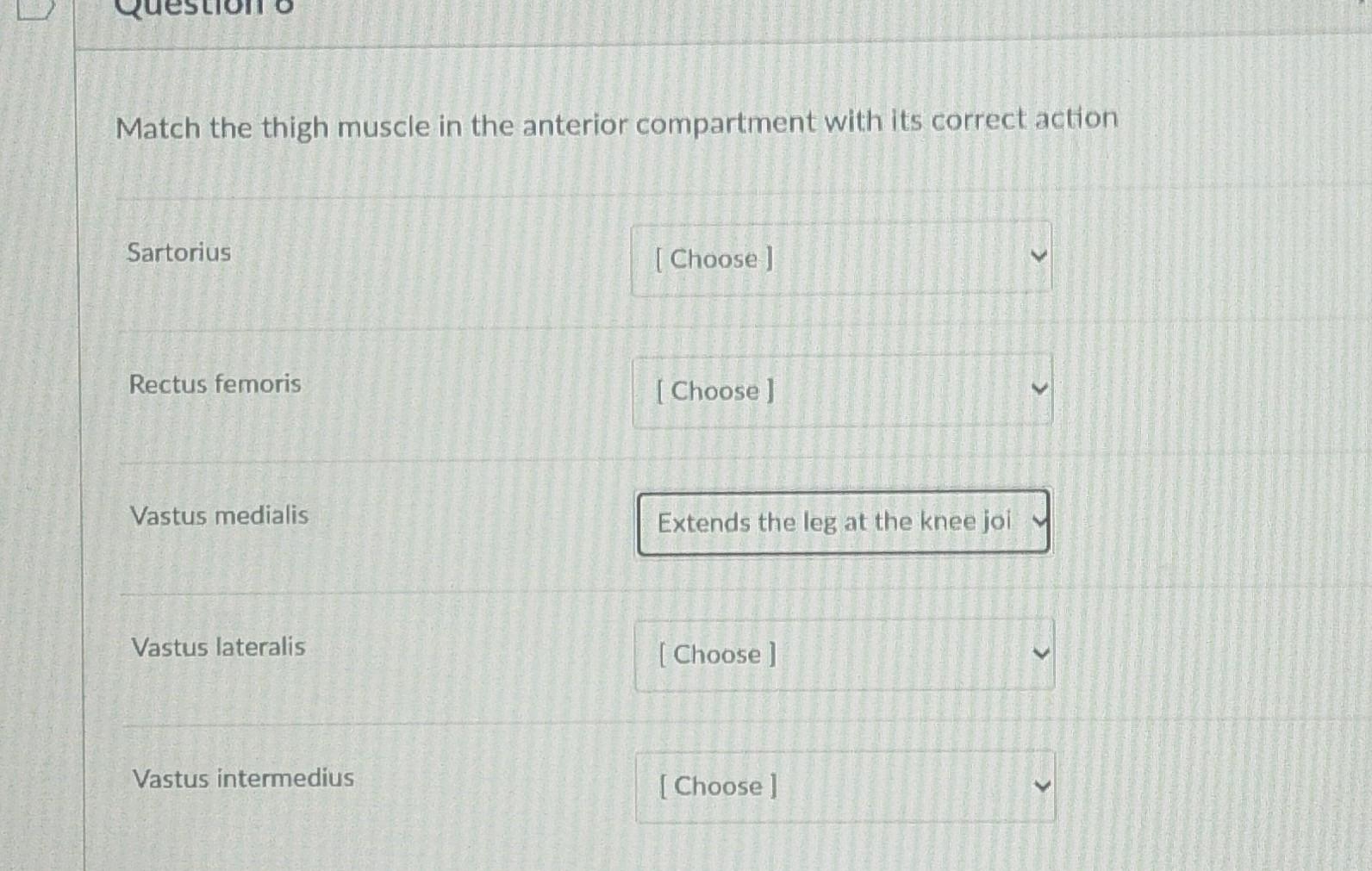 Match the thigh muscle in the anterior compartment