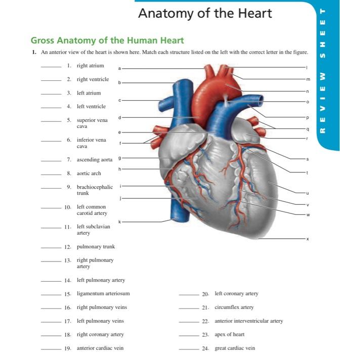 Solved Anatomy of the Heart SHEET Gross Anatomy of the Human | Chegg.com