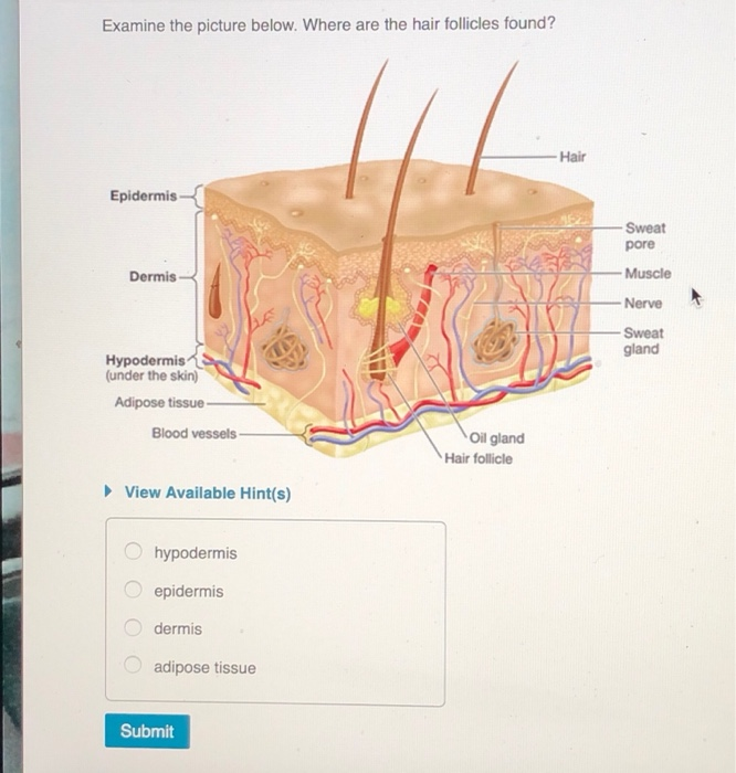 Solved Examine The Picture Below Where Are The Hair Foll Chegg Com