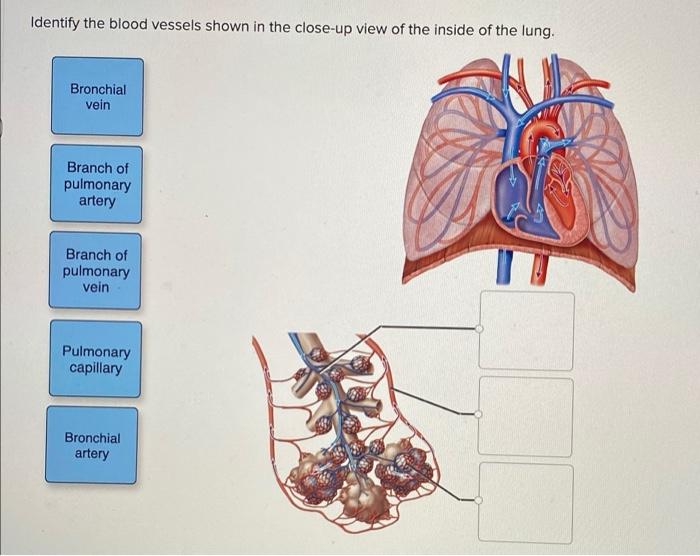 Solved Identify the blood vessels shown in the closeup view