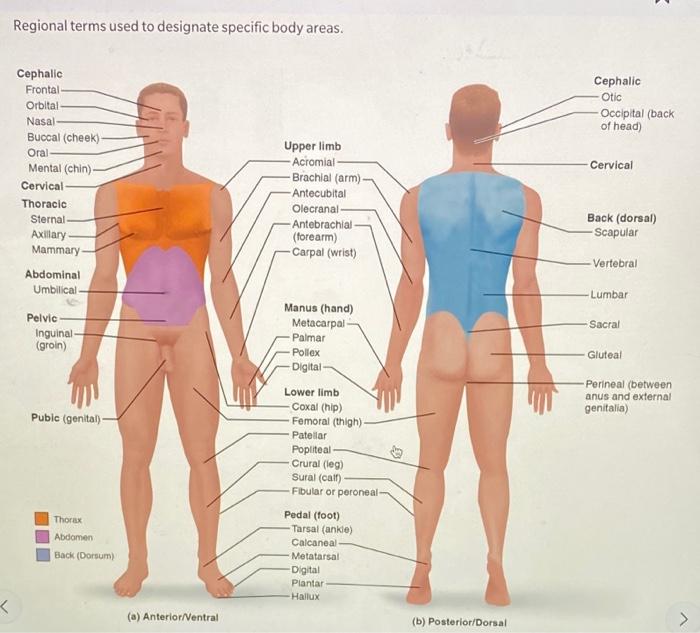 crural and sural