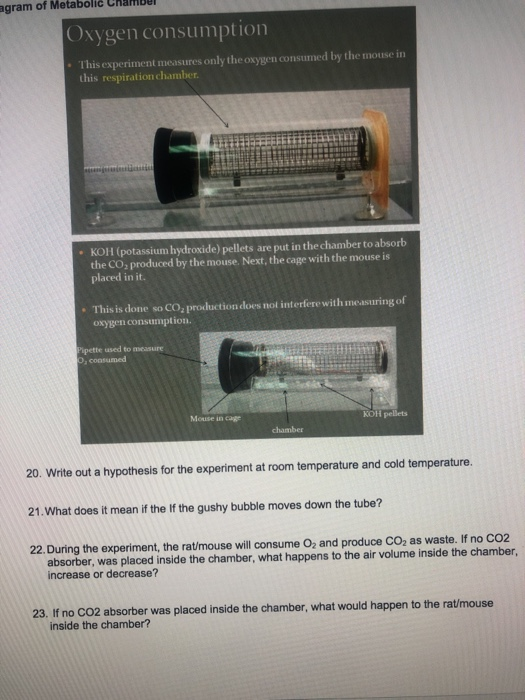 Solved Agram Of Metabolic Oxygen Consumption This Experiment Chegg Com