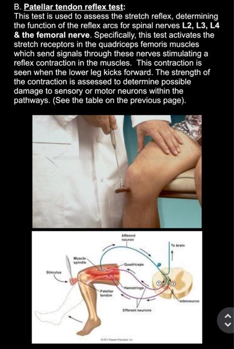 patellar tendon reflex