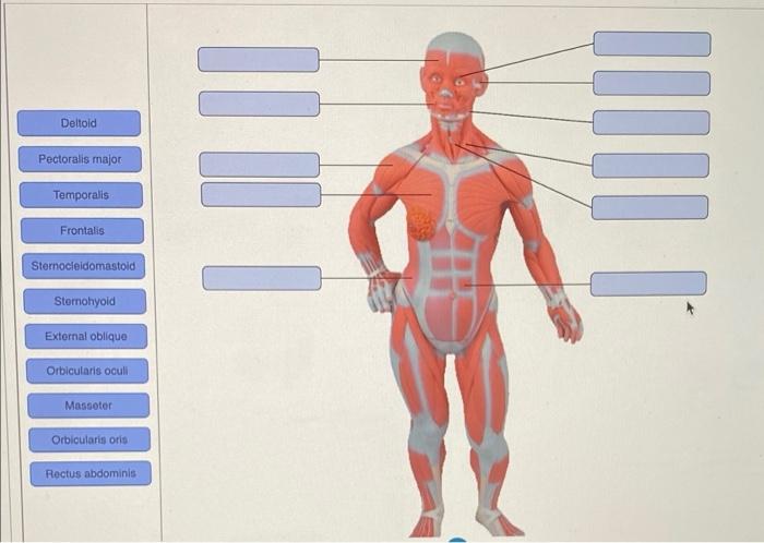 Solved Deltoid Pectoralis major INIO Temporalis JOIN Chegg