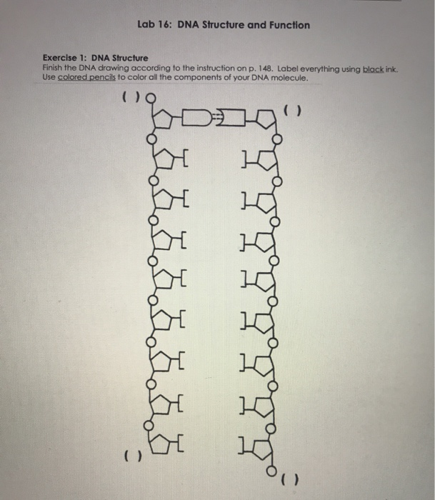 Some of the worksheets displayed are use your dna structure notes and chapt...