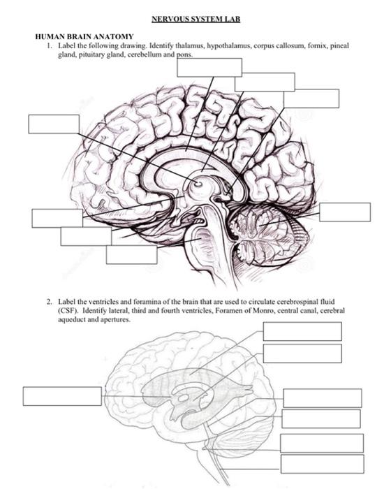 brain diagram thalamus